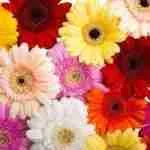 Gerberas