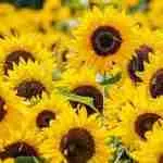 Girasoles