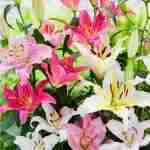 Lilium