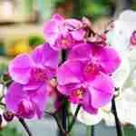 Orquidea
