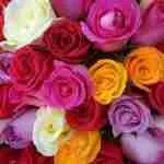 Rosas