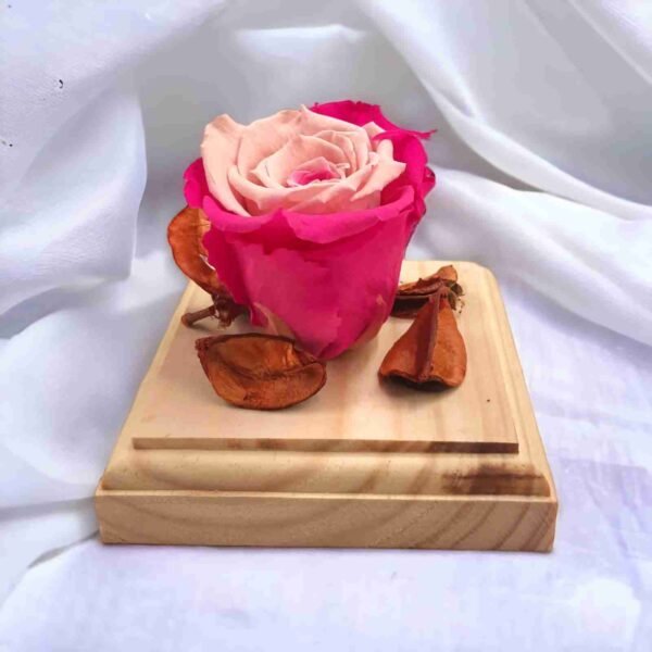 #916 Rosa rosada preservada