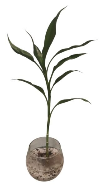 #293 Bambú