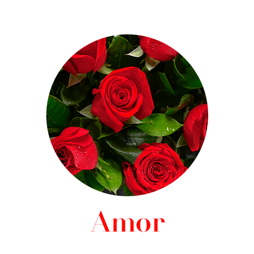 Amor